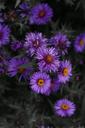 purple-flower-nature-purple-flowers-1489071.jpg