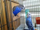 birds-cage-parrots-couple-816891.jpg