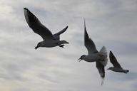 fly-bird-flight-seagull-beach-216472.jpg