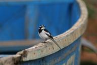 african-pied-wagtail-bird-small-bird-547374.jpg