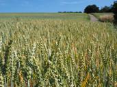 wheat-wheat-field-cereals-ear-592492.jpg