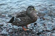 mallard-animals-bird-163418.jpg