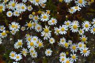 margaritas-flowers-patagonia-110709.jpg