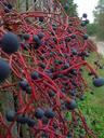 wine-fence-blue-red-balls-autumn-504489.jpg