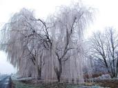 pasture-wood-winter-cold-ice-656374.jpg