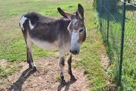 donkey-domestic-animal-890162.jpg