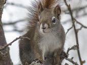 squirrel-animal-forest-branch-tree-300240.jpg