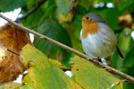 robin-bird-birds-nature-tree-514445.jpg