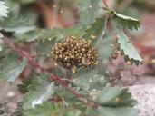 spiders-nest-macro-leaves-garden-967642.jpg