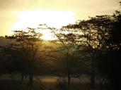 acacia-wood-morgenstimmung-uganda-1546118.jpg