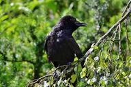 raven-crow-bird-black-raven-bird-822958.jpg