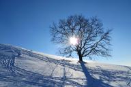 winter-munich-olympic-park-tree-1147277.jpg