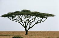 Umbrella thorn acacia or israeli babool tree plant acacia tortillis.jpg