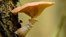 fungus-tree-nature-plant-wood-454393.jpg