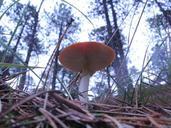 mushroom-autumn-nature-652148.jpg