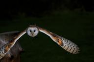 barn-owl-owl-barn-bird-animal-1710532.jpg