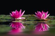 water-lilies-pink-water-lake-481984.jpg