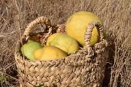 lemons-lemon-harvest-harvest-1457719.jpg