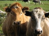 cows-countryside-cattle-farmland-1367983.jpg