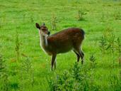 deer-doe-wild-wildlife-natural-453149.jpg