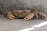 crab-crustacean-concealed-828685.jpg