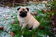 pug-sorrow-snow-600907.jpg