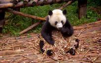 panda-animal-zoo-961866.jpg