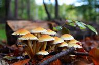 fungus-fall-forest-mushrooms-nature-543231.jpg