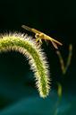 dragonfly-insect-setaria-viridis-563462.jpg