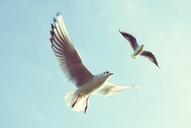 Seagulls_with_Outstretched_Wings.jpg