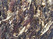 Dried seaweed.jpg