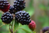 blackberries-close-ripe-fruit-1541331.jpg