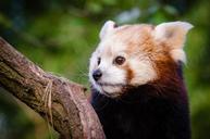 Red_Panda.jpg