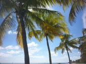 palm-tree-tropical-key-west-597371.jpg