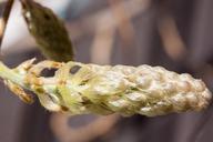 blue-rain-wisteria-also-wisterien-314016.jpg