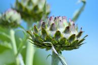 artichoke-artichoke-flower-vegetable-1555050.jpg