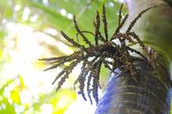 New_Zealand_Native_Beauty_Nikau.jpg