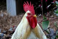 rooster-head-poultry-bird-wings-63412.jpg