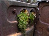 rust-moss-scrap-703178.jpg