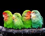 parrots-canaries-birds-nature-277093.jpg