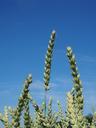 wheat-field-wheat-cereals-ear-592484.jpg