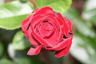 red-rose-love-romance-140345.jpg