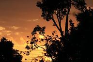 dusk-dawn-tree-silhouette-sunset-226117.jpg