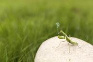 praying-mantis-insect-green-smoker-438396.jpg