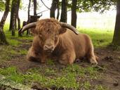 cow-forest-highlander-animal-1039185.jpg