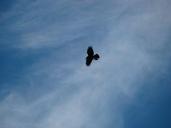 raven-bird-birds-flight-sky-246297.jpg