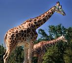 giraffes-safari-varallo-pombia-954450.jpg