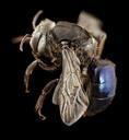 bee_09856e08,m,_thailand,_angle_2014-08-09-11.19.21_ZS_PMax.jpg