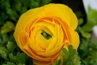 flower-buttercup-spring-petals-667582.jpg