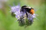 bee-pollen-nectar-blue-flower-288096.jpg